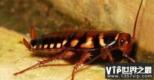 世界上最大的蟑螂，东方蜚蠊身长达10厘米