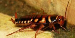 世界上最大的蟑螂，东方蜚蠊身长达10厘米