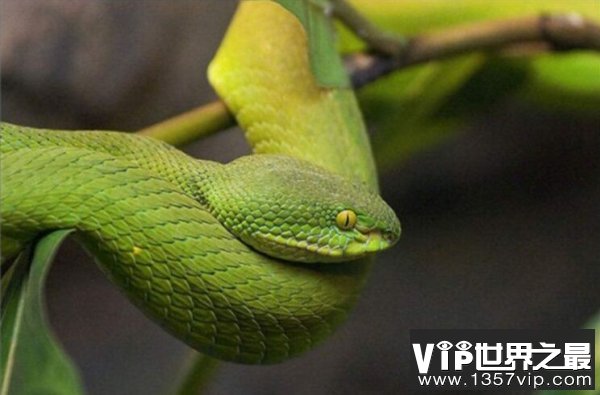 世界上年龄最大的蛇，绿茸线蛇至少1687岁