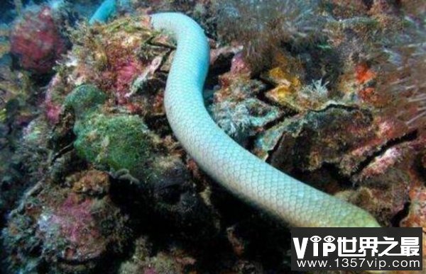 世界上年龄最大的蛇，绿茸线蛇至少1687岁