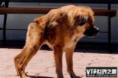卡西莫多犬可以说是这个世界上最丑的犬 天生残疾没有脖子