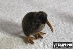 新西兰国鸟几维鸟是世界上唯一一种没有翅膀的鸟