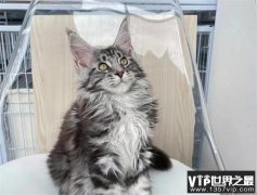 缅因猫是世界上最大的猫 体长1.23米左右