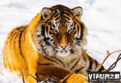 西伯利亚虎体长3米_世界上最大的老虎 