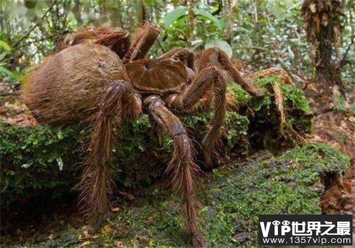 世界上最大的蜘蛛 亚马逊巨人食鸟蛛 可以吃掉老鼠