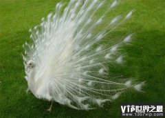 白孔雀——世界上最美的鸟 是极为珍贵的鸟