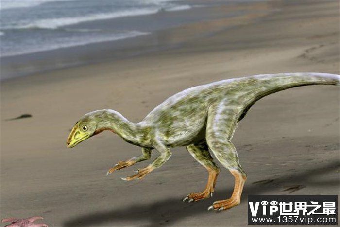 美颌龙——世界上最小的恐龙 体型和火鸡大小相似