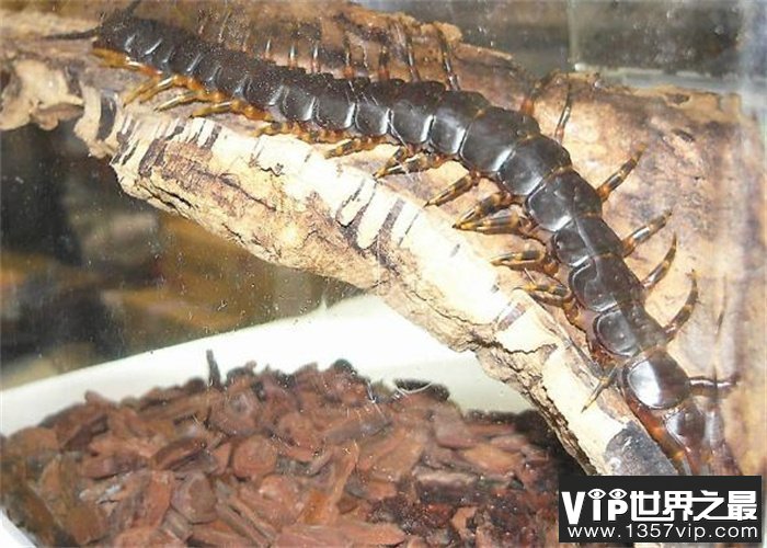 北美巨人蜈蚣——一种世界上最可怕的蜈蚣 毒性特别强