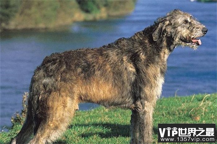 世界上最大最高的狗是爱尔兰猎狼犬，身体高度接近一米，伸手相当敏捷，可以捕捉野狼