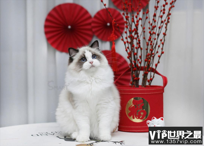 布偶猫是世界上颜值最高的猫 是非常理想的家养宠物