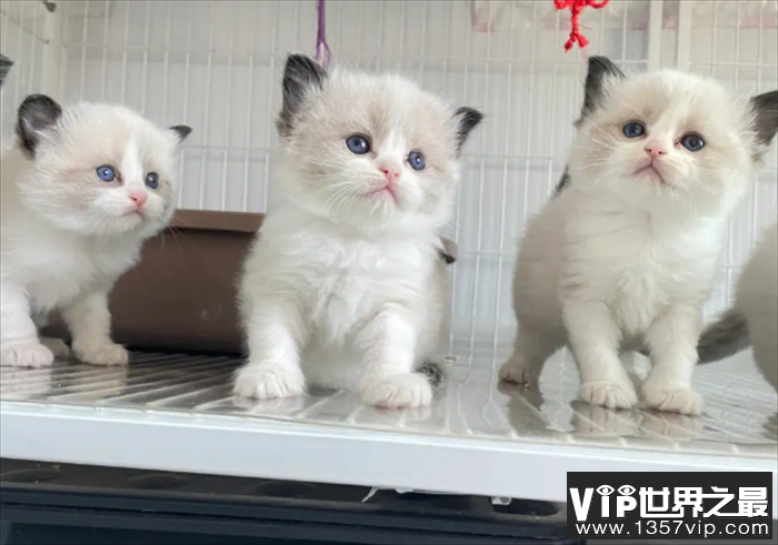 布偶猫是世界上颜值最高的猫 是非常理想的家养宠物