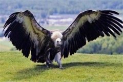 世界上最大的4种鹰，第一名早已灭绝翼展7米