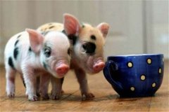 世界上最贵的宠物猪，茶杯猪身价达7000元