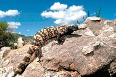 世界上最毒的蜥蜴，毒蜥体长不超1米