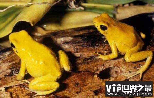 世界上最毒的青蛙，黄金箭毒蛙体长不超5厘米