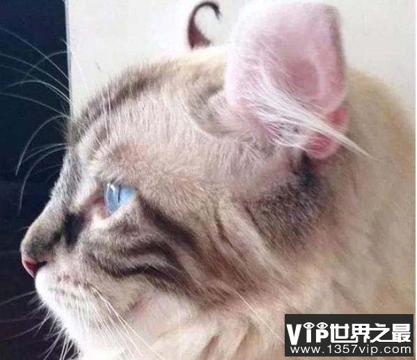 世界上耳朵最多的猫，一流浪猫长有5只耳朵