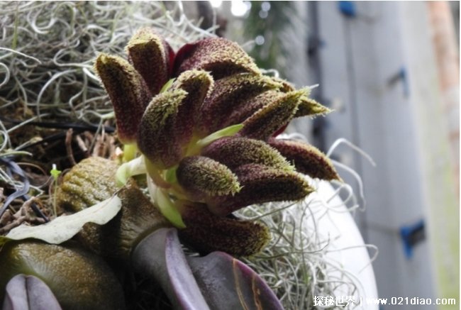 世界上十大最臭的花 领带兰奇臭无比(被广泛种植)