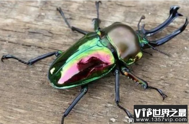 世界售价最高的十大昆虫 彩虹锹甲高9万美元(比较漂亮)