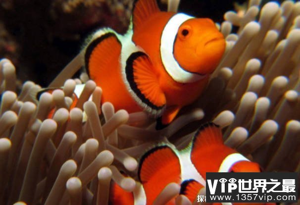 世界十大最漂亮的小丑鱼 眼斑双锯鱼比较有名(体色是橘红)