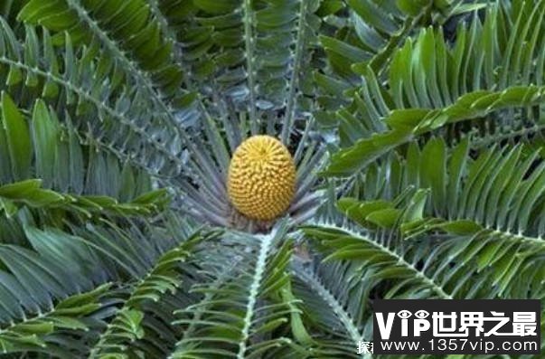 世界十大稀有植物 伍德苏铁全球只有一株(位于南非)