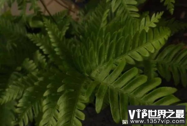 世界十大稀有植物 伍德苏铁全球只有一株(位于南非)