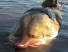 中国最大的淡水鱼：鳇鱼最重达1000公斤