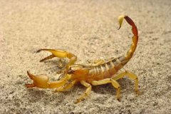 世界上毒性最强的蝎子，非巴勒斯坦毒蝎莫属