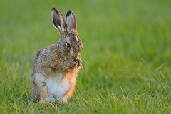 世界上跑得最快的兔子，欧洲野兔时速达72千米