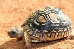 世界上跑得最快的乌龟，豹纹陆龟速度0.28米/秒