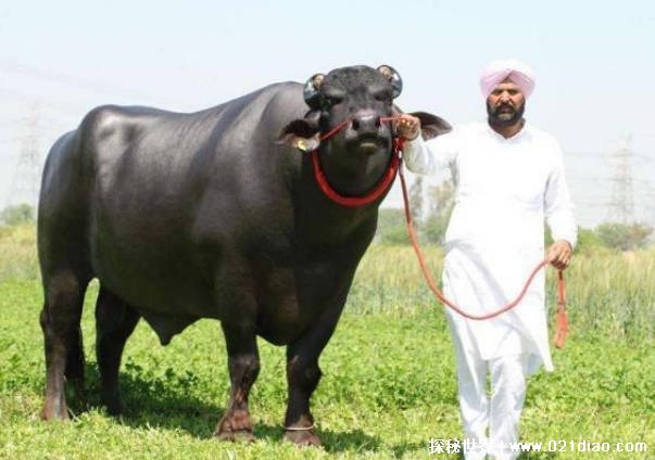 世界上最贵的牛 1头牛168万人民币(重大678公斤)