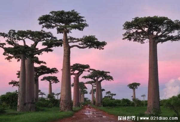 世界十大古树 轩辕古柏有5000多年历史(身高20多米)