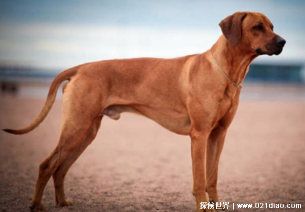 世界十大最好的狩猎犬 俄罗斯猎狼犬体型高挑(适应能力强)