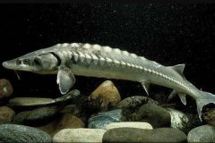 生长速度最快的鲟鱼，欧洲鲟体长可达6米