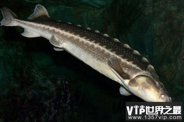 长江中体型最大的鱼，中华鲟最长达5米