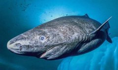 世界上最长寿的鲨鱼，小头睡鲨可活700岁