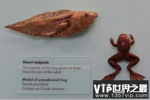 世界上最小的青蛙，阿马乌童蛙体长仅7毫米