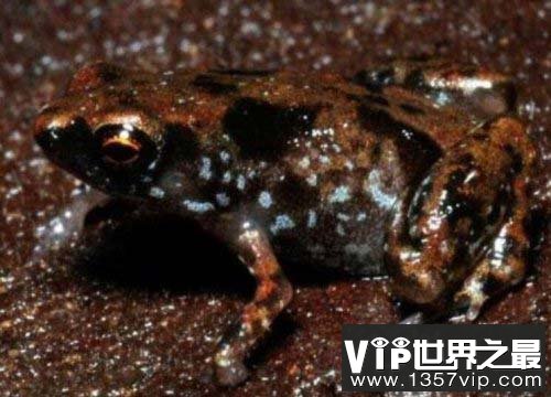 世界上最小的青蛙，阿马乌童蛙体长仅7毫米