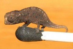 世界上最小的蜥蜴，雅拉瓜壁虎身长仅1.6厘米