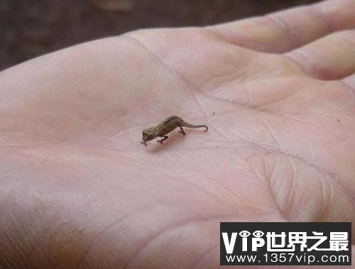 世界上最小的蜥蜴，雅拉瓜壁虎身长仅1.6厘米