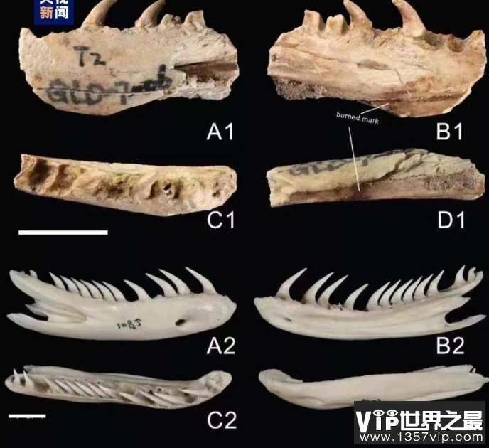 广西左江流域发现大型史前蛇类遗存 当地猎食蛇类史或达6000年