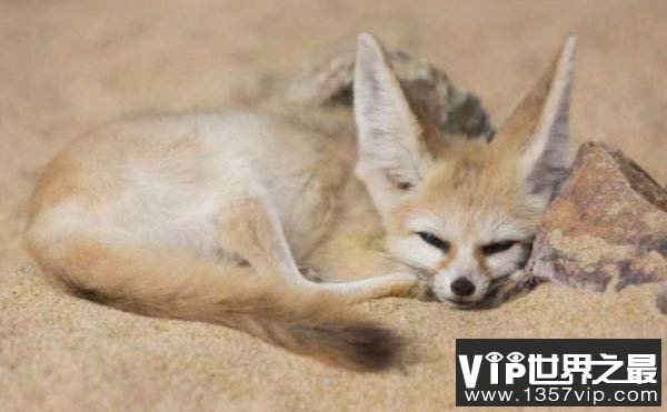 世界上最小的狐狸，耳廓狐有双大耳朵