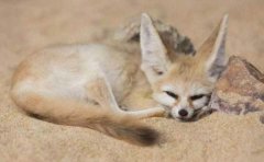世界上最小的狐狸，耳廓狐有双大耳朵
