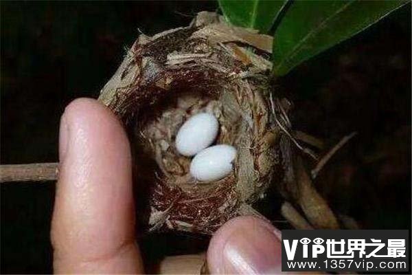 世界上最小的鸟蛋，吸蜜蜂鸟蛋仅6毫米