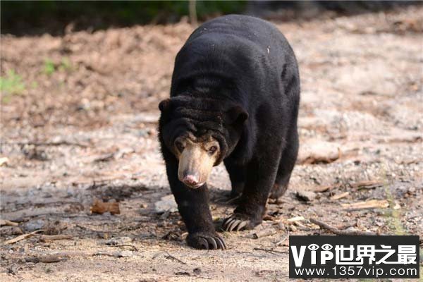 世界上体型最小的熊，马来熊体长不超1.5米