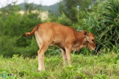 中国体型最小的牛，小狗牛体型和狗差不多