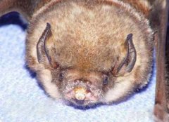 世界上最罕见的蝙蝠，猪脸大蝙蝠嗜血成性