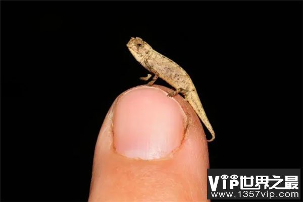 地球最小爬行动物，体长仅22毫米