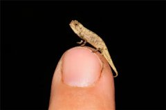 地球最小爬行动物，体长仅22毫米