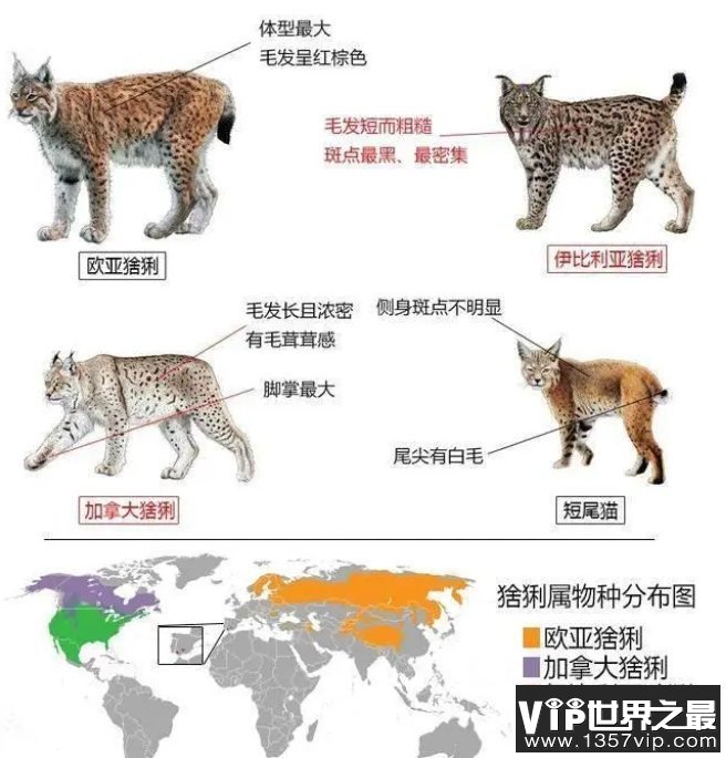 猞猁凭什么成为了分布最广的猫科动物？它有何特别之处？