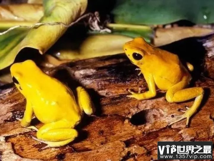 箭毒蛙是自然界中最毒的生物之一，它究竟有没有天敌？